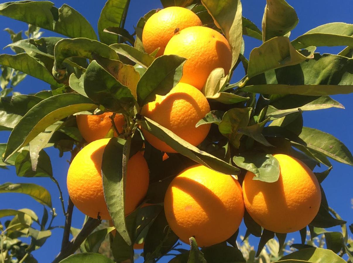 Casa Limonero Villa Casarabonela Eksteriør billede